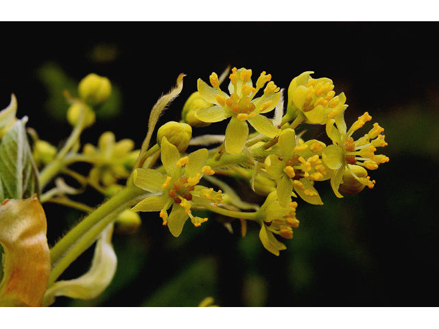 Sassafras (Sassafras albidum)