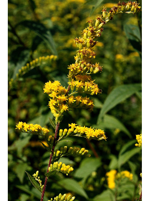 Wrinkleleaf Goldenrod (Solidago rugosa)