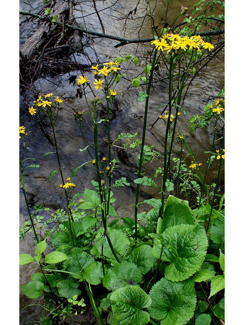 Golden Ragwort (Pakera aurea)