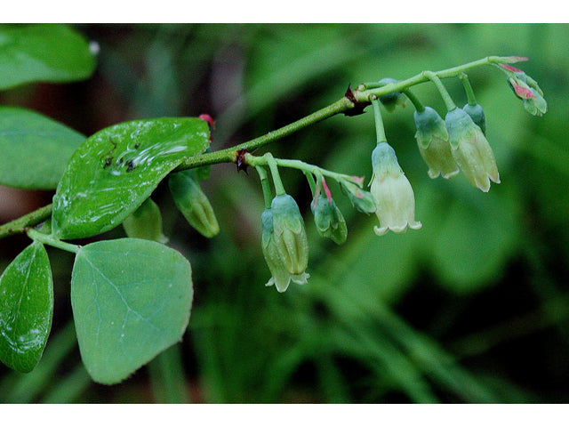 Black Huckleberry (Gaylussacia baccata)