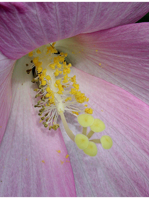 Swamp Rose Mallow (Hibiscus moscheutos)