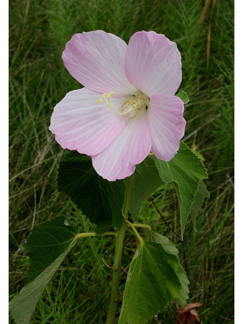 Swamp Rose Mallow (Hibiscus moscheutos)