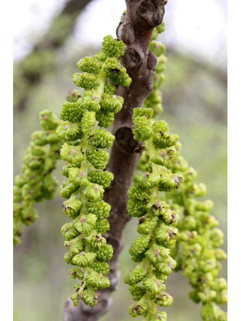 Black Walnut (Juglans nigra)