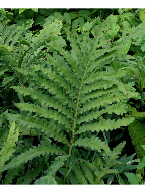 Sensitive Fern (Onoclea sensibilis)