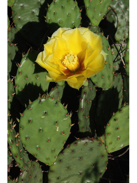 Prickly Pear (Opuntia humifusa)