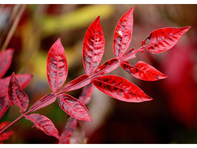 Winged Sumac (Rhus copallinum)