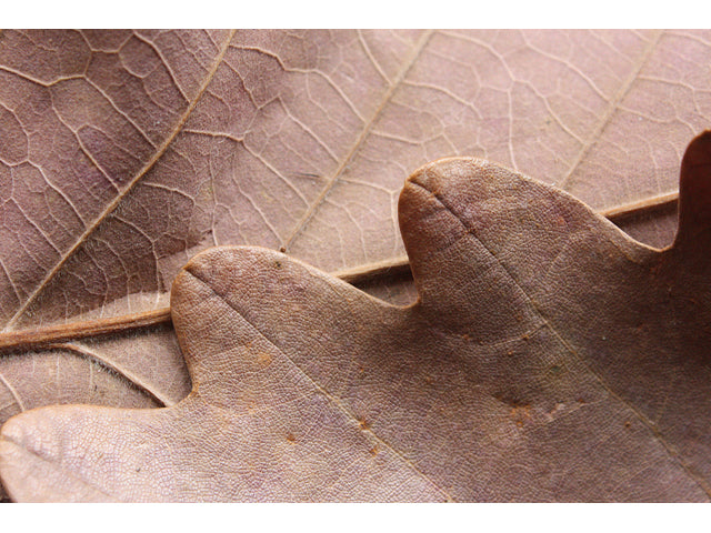 Chestnut Oak (Quercus prinus)