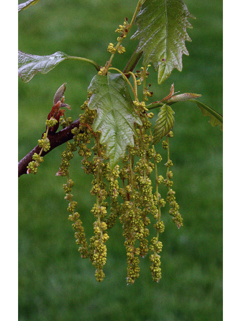 Chestnut Oak (Quercus prinus)