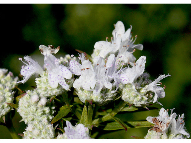 Slender Mountain Mint (Pycnanthemum tenuifolium)