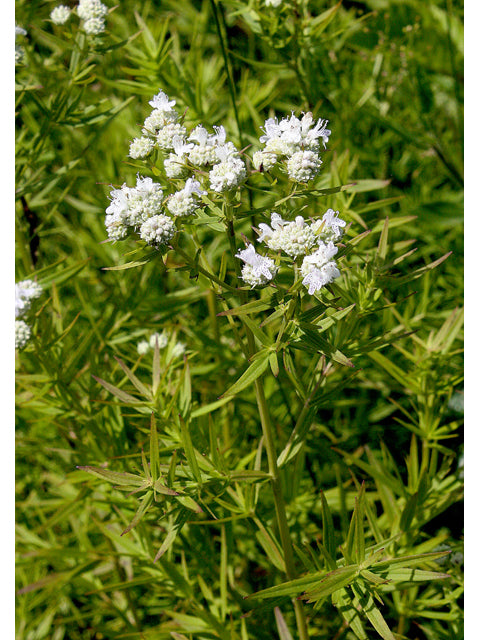Slender Mountain Mint (Pycnanthemum tenuifolium)