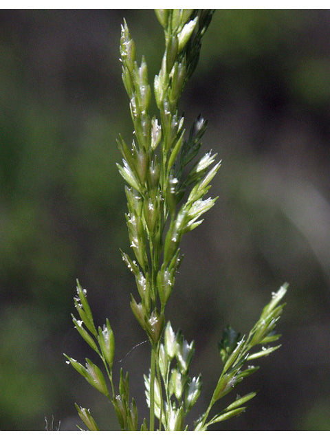 Prairie Dropseed (Sporobolus heterolepis)