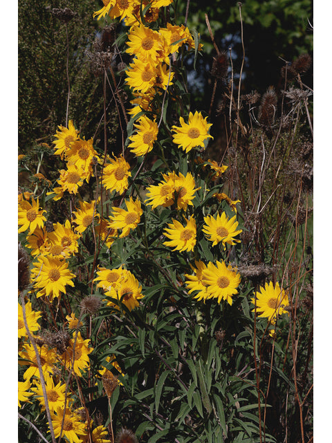 Maximilian Sunflower (Helianthus maximiliani)