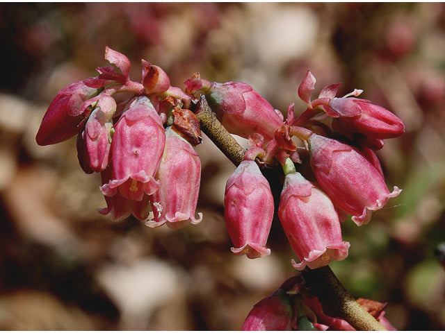 Black Huckleberry (Gaylussacia baccata)