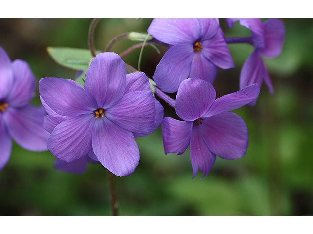 Creeping Phlox (Phlox stolonifera)