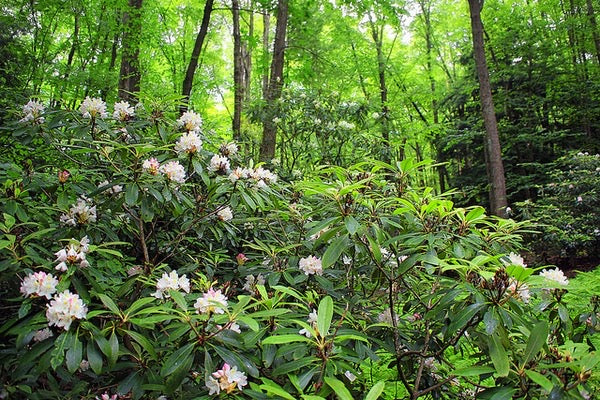 Rosebay Rhododendron (Rhododendron maximum)