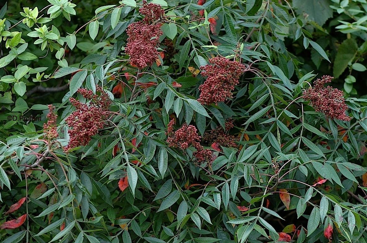 Winged Sumac (Rhus copallinum)