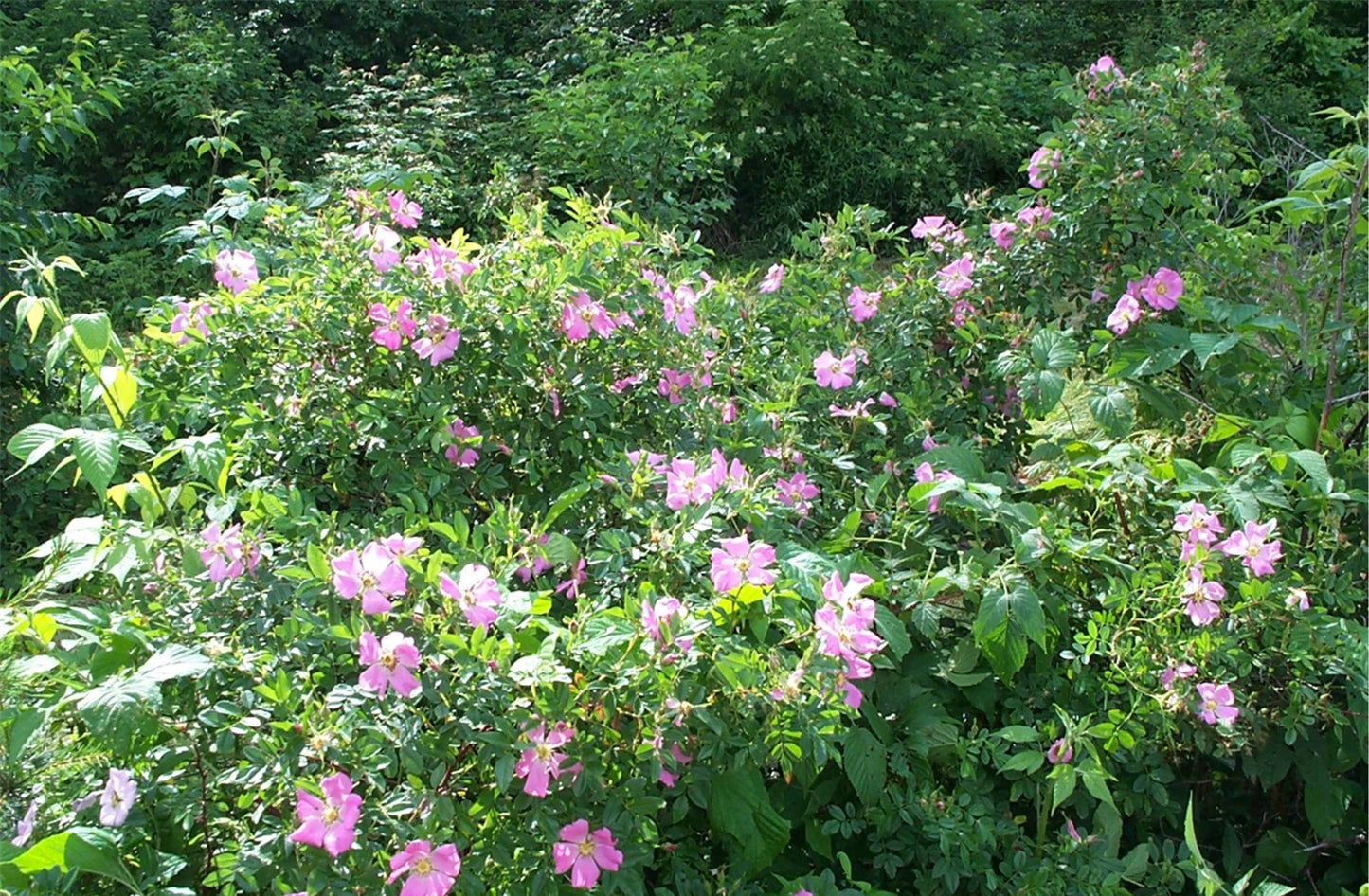 Virginia Rose (Rosa virginiana)