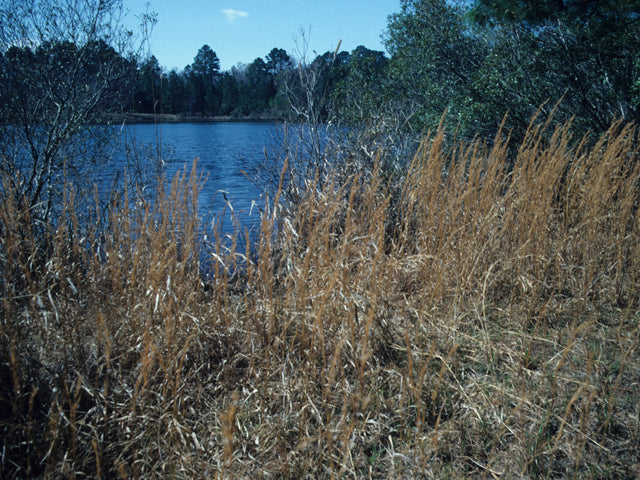 Broomsedge (Andropogon virginicus)