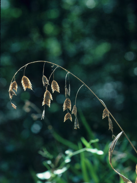 River Oats (Chasmanthium latifolium)