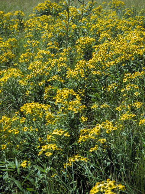 Common Sneezeweed (Helenium autumnale)