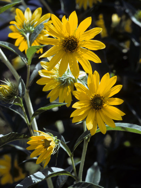 Maximilian Sunflower (Helianthus maximiliani)