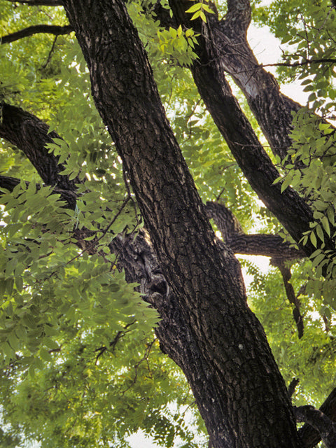 Black Walnut (Juglans nigra)