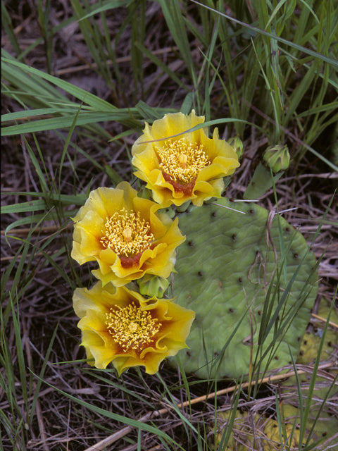 Prickly Pear (Opuntia humifusa)