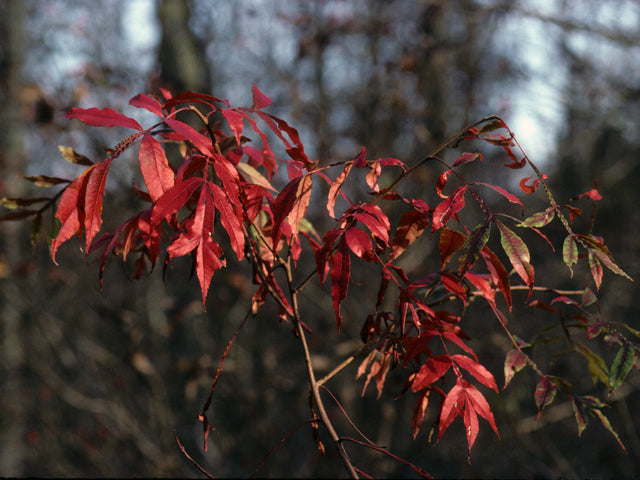 Winged Sumac (Rhus copallinum)