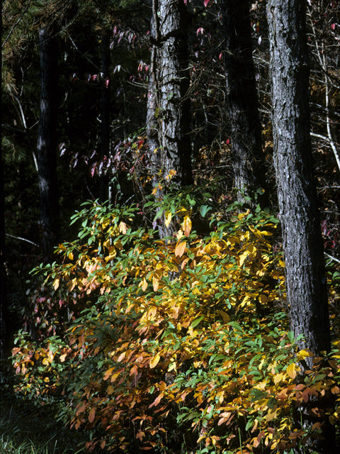 Sassafras (Sassafras albidum)