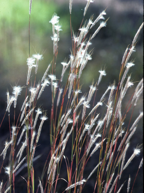 Little Bluestem (Schizachyrium scoparium)