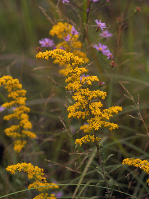 Field Goldenrod (Solidago nemoralis)
