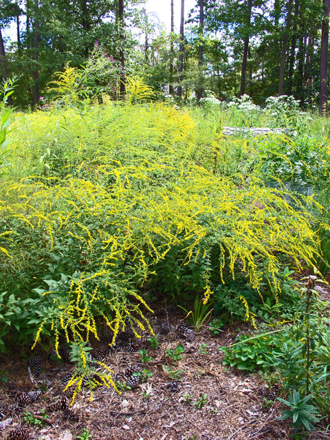 Wrinkleleaf Goldenrod (Solidago rugosa)