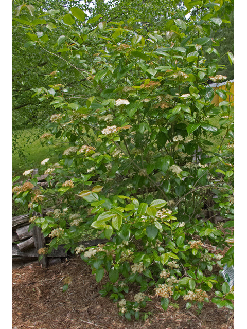 Possumhaw Viburnum (Viburnum nudum)