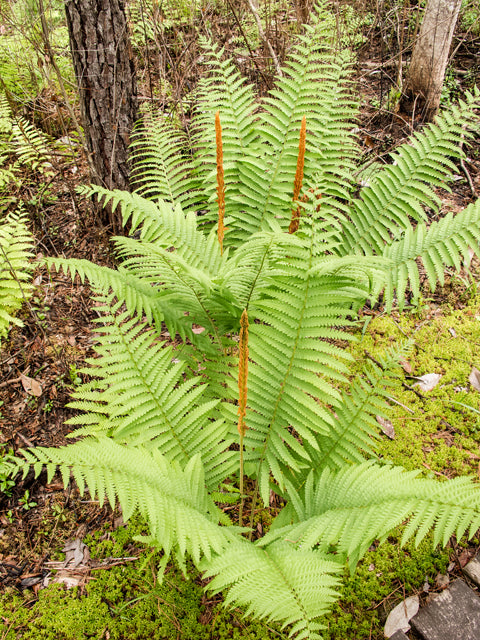 Cinnamon Fern (Osmunda cinnamomea)