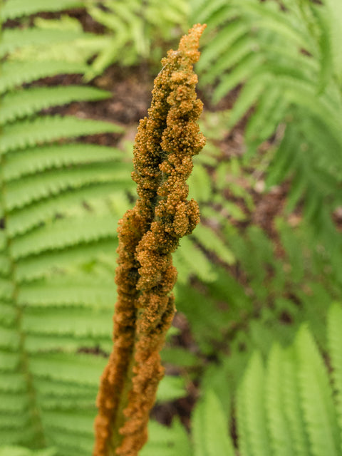 Cinnamon Fern (Osmunda cinnamomea)