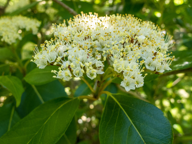 Possumhaw Viburnum (Viburnum nudum)