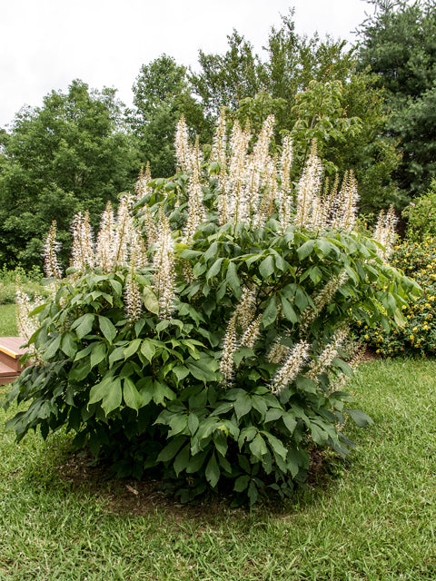 Bottlebrush Buckeye (Aesculus parviflora)