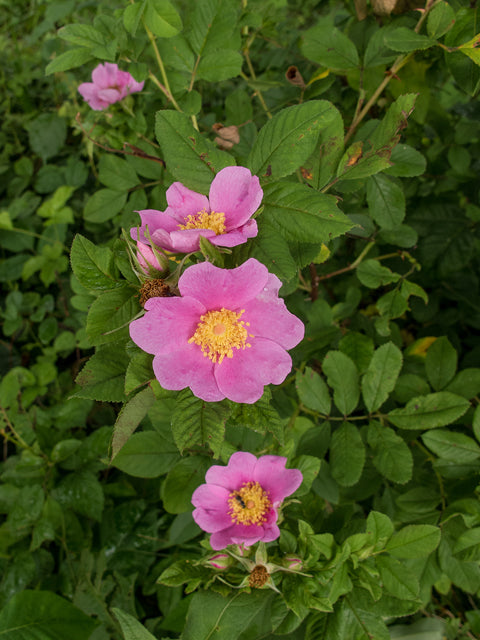 Carolina Rose (Rosa carolina)