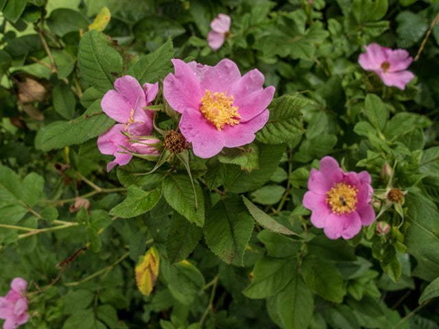 Carolina Rose (Rosa carolina)