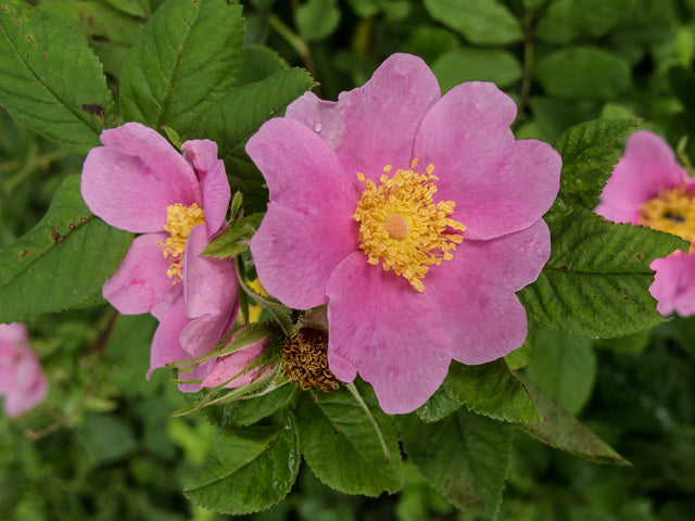 Carolina Rose (Rosa carolina)