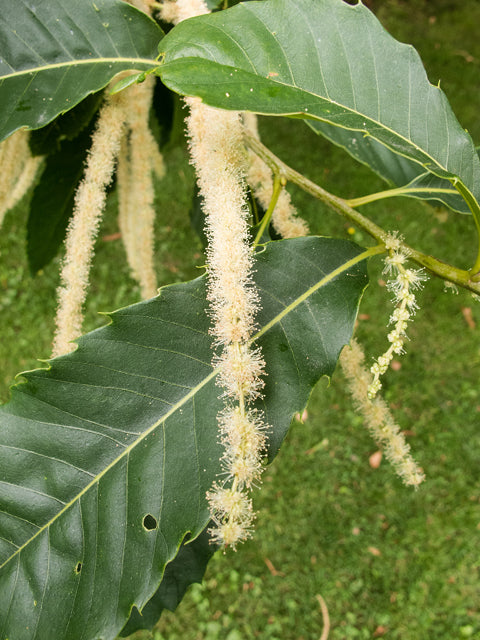 American Chestnut (Castanea dentata)