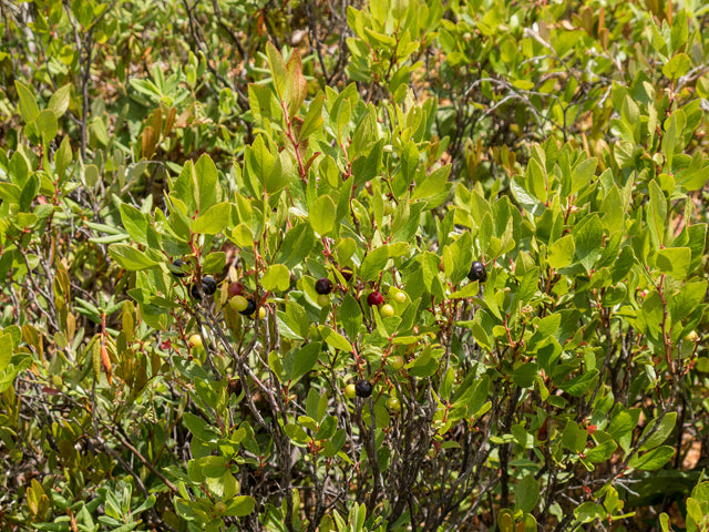 Black Huckleberry (Gaylussacia baccata)