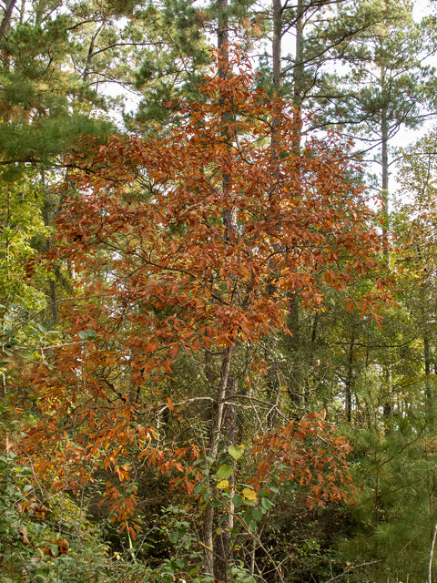 Sassafras (Sassafras albidum)