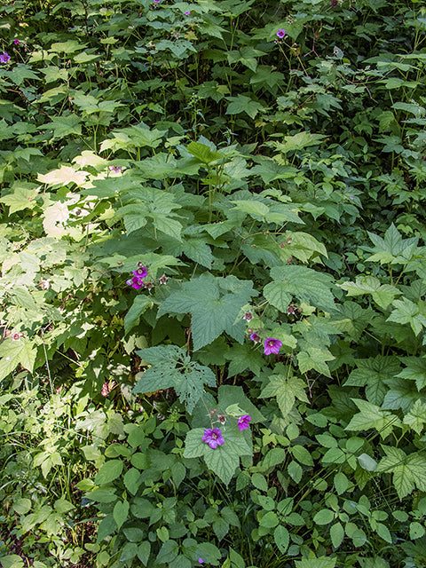 Purple Flowering Raspberry (Rubus odoratus)