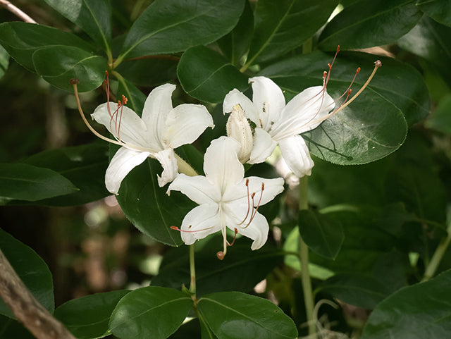 Swamp Azalea (Rhododendron viscosum)