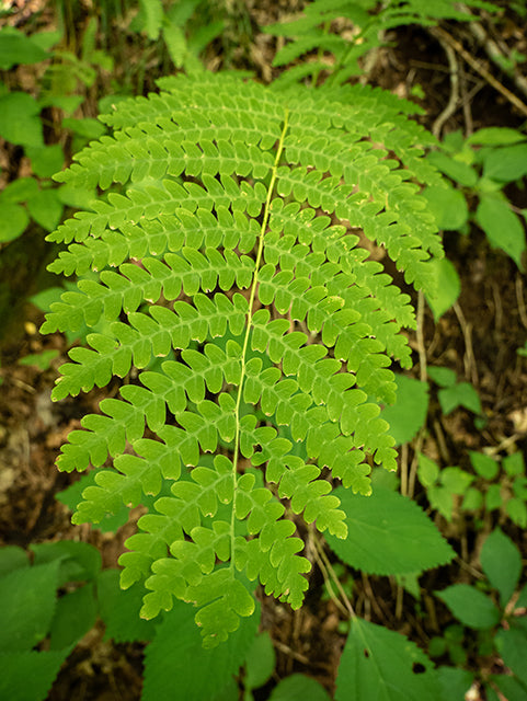 Cinnamon Fern (Osmunda cinnamomea)