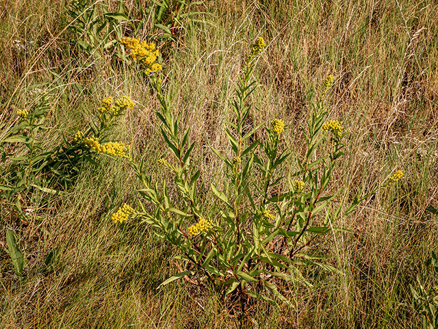 Seaside Goldenrod (Solidago sempervirens)