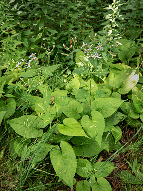 Big-Leaved Aster (Eurybia macrophylla)