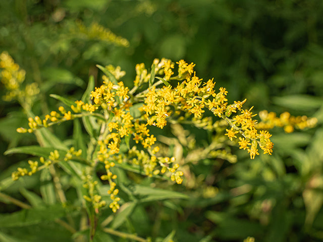 Wrinkleleaf Goldenrod (Solidago rugosa)