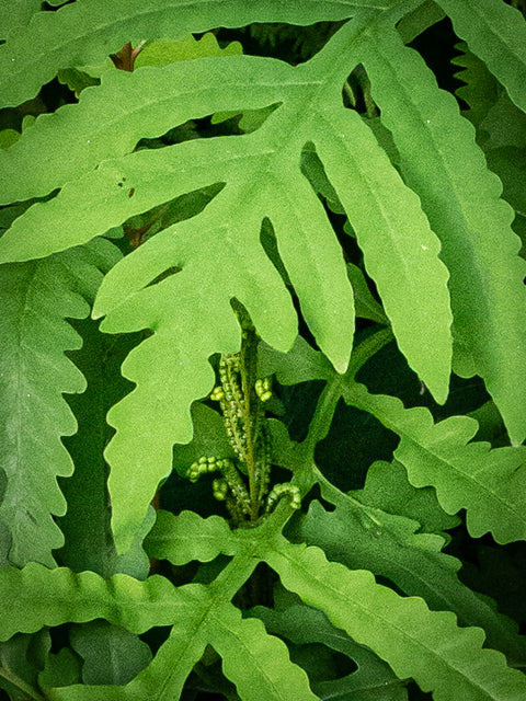 Sensitive Fern (Onoclea sensibilis)